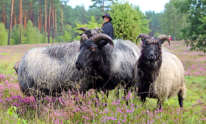 Celle_Heide_schnucke Heidschnucken in lila blühender Heidelandschaft mit Wald im Hintergrund.