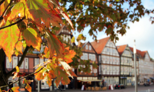 Celle_altstadt_stechbahn_herbstlaub Herbstlaub im Vordergrund, dahinter Fachwerkhäuser in der Altstadt von Celle.