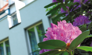 Nahaufnahme von rosa blühendem Rhododendron vor heller Hauswand.